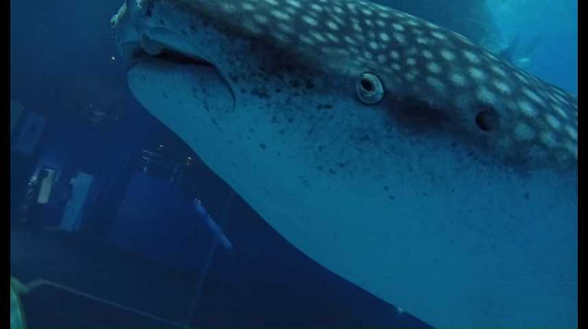 Какую функцию выполняют жабры у китовой акулы. Зубы на глазах китовой акулы. Глаза китовых акул покрыты зубами. У китовых акул зубы на глазах.