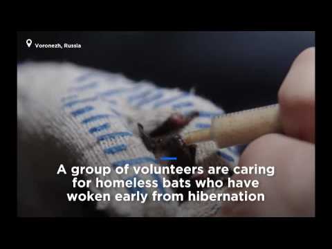 Watch: Homeless bats nursed back to health by volunteers