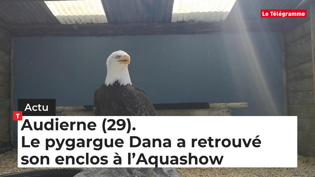 Audierne (29). ​Le pygargue Dana a retrouvé son enclos à l’Aquashow (Le Télégramme)