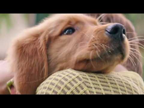 Mes vies de chien - Extrait 5 - VO - (2017)