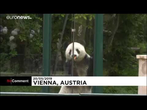 Vienna zoo presents giant panda Yuan Yuan to public