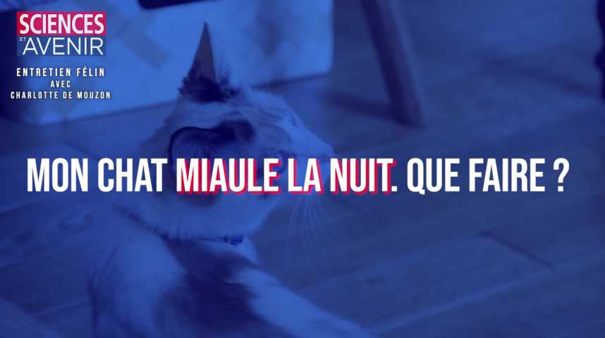 Mon Chat Miaule La Nuit Que Faire Sciences Et Avenir