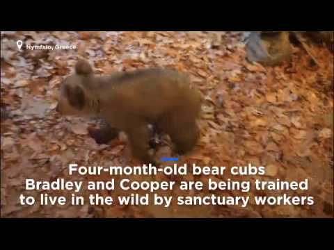 Watch: Abandoned bear cubs Bradley and Cooper prepare for life in the wild