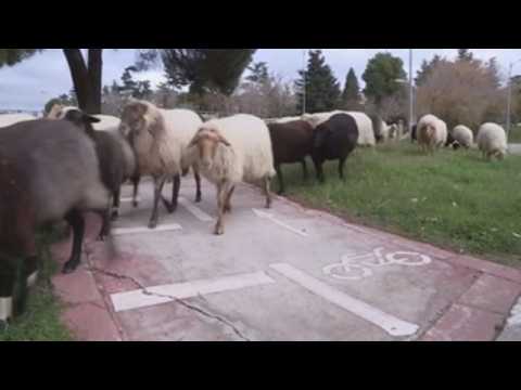 Sheep take the streets of Spanish capital