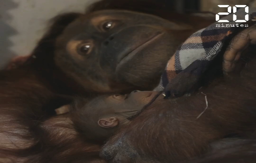 Belgique : Naissance exceptionnelle d'un bébé orang-outan au parc zoologique Pairi Daiza