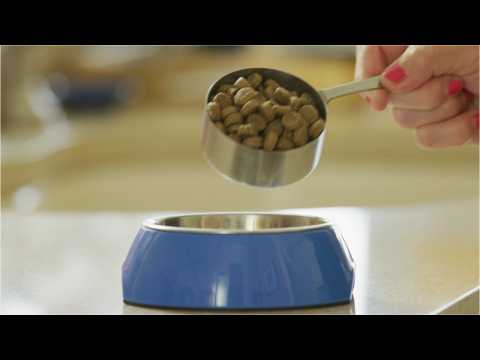 What's The Best Dog Food On The Market?