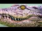 Brazil's President On Why He Won't Take COVID-19 Vaccine: I Don't Want To Turn Into A Crocodile