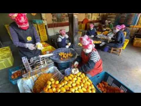 Taiwanese factory uses centuries-old technique to peel persimmons