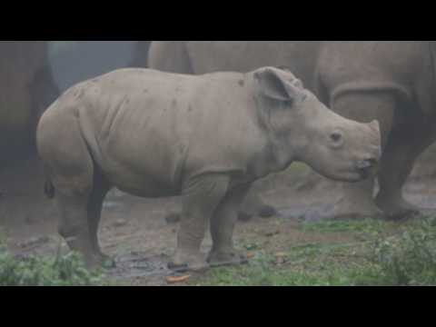 Baby white rhino makes public debut at Indonesia's conservation agency