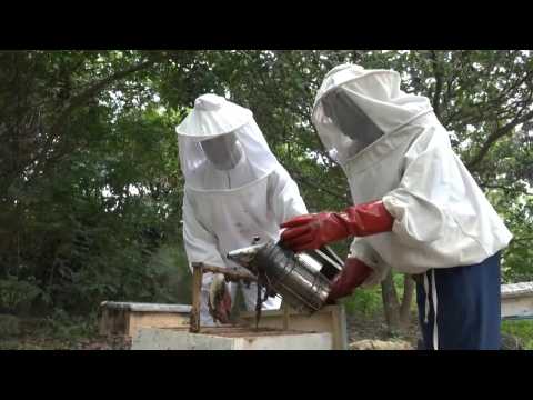 Hive thinking: Beekeeping makes a buzz in Ivory Coast