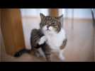 Is Your Flea Treatment Safe For Your Cat
