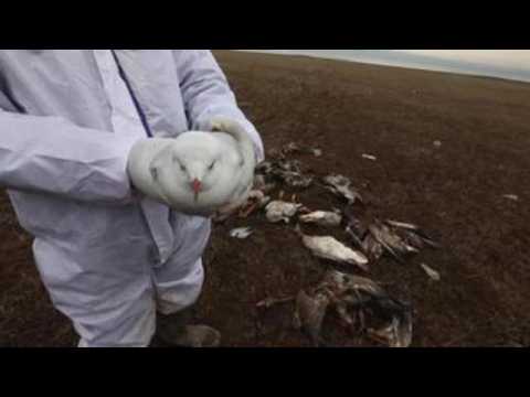 Bird flu outbreak in India, 2,400 migratory water birds found dead in Pong wetlands