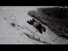 Giant Panda bears play in the snow as winter fall blankets US capital