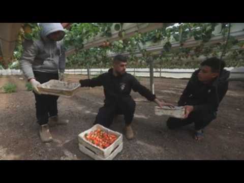 Palestinian farmers harvest strawberries in the West Bank