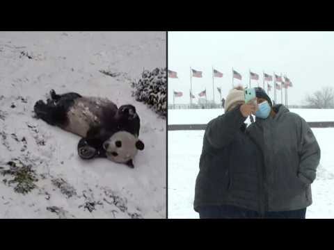 Pandas and residents play in snow-covered Washington