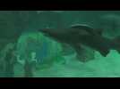 Madrid Zoo Aquarium displays underwater nativity scene