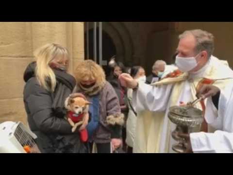 Pets get blessed on day of Saint Anthony in Pamplona, Spain