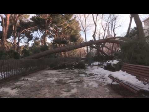 Filomena storm leaves broken tree branches on Madrid streets