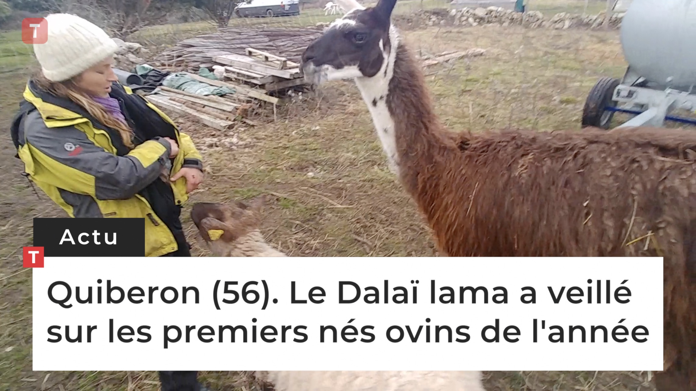 Quiberon (56). Le Dalaï lama a veillé sur les premiers nés ovins de l'année (Le Télégramme)
