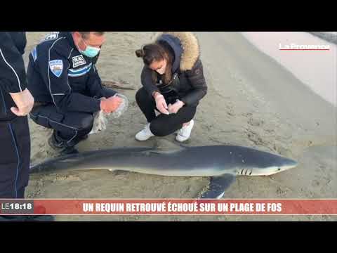 Video L Incroyable Decouverte D Un Requin Sans Vie Sur La Plage A Fos