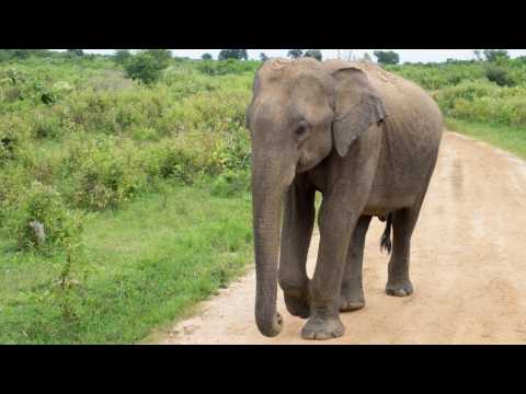How This Rescue Worker Saved A Baby Elephant Hit By A Motorcyle