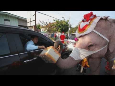 Elephants dressed as Santa distribute face masks in Ayutthaya