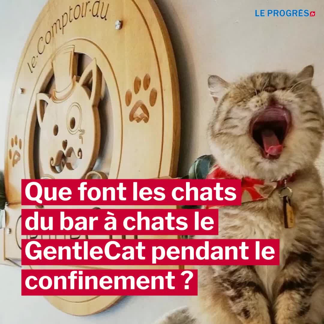 Rhone Gentlecat A Lyon Les Felins Du Bar A Chats Ont Ecrit Un Roman Pendant Le Confinement