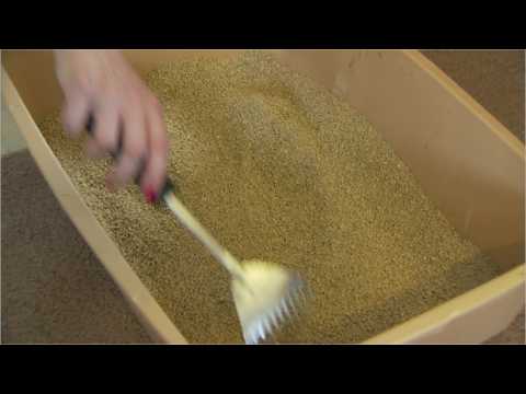 Which Is The Best Natural Kitty Litter On The Market