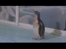 Alex, the first Antarctic gentoo penguin born in Mexico
