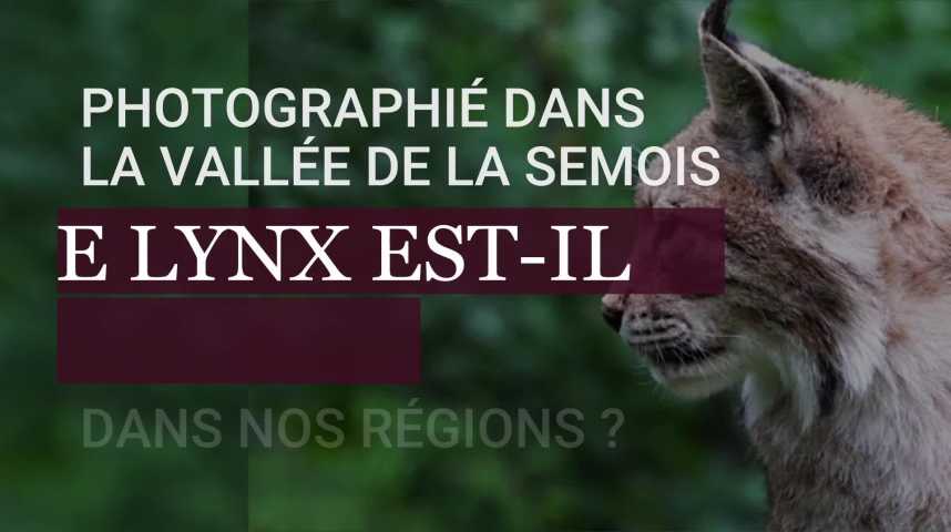 Le lynx, avenir critique ou heureux dans les Vosges? - L'Ami hebdo
