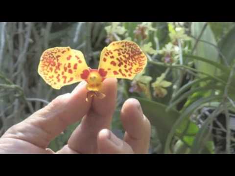 Jay Pfhal, an “orchidolic”