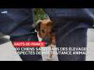 Sambre-Avesnois : 400 animaux maltraités
