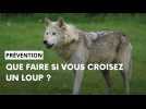 Vous pouvez apercevoir un loup mais comment vous protéger ?