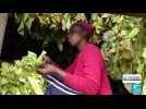 Au Zimbabwe, le secteur agricole s'ouvre de plus en plus aux femmes