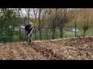 Arras : pour Patrick cest l'heure de planter des oignons dans les Jardins familiaux