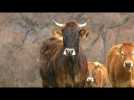 L'élevage bovin et la Corse : un lien historique