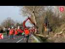 Tarn : abattage d'une trentaine de platanes sous haute surveillance à Saïx pour l'autoroute Toulouse-Castres