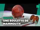 En Australie, une entreprise fabrique des boulettes de viande de mammouth