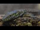 Espagne: naissance exceptionnelle de bébés dragons de Komodo dans un zoo