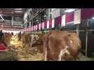 Vaches en Piste 2