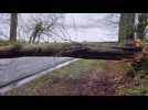 Pays de Bray : la route coupée à La Crique à cause d'un arbre tombé