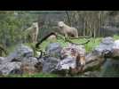 Les loups arctiques débarquent au zoo de Maubeuge