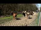 Paris-Roubaix: des chèvres pour nettoyer la Trouée d'Arenberg