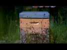 VIDÉO. Peut-on installer une ruche dans son jardin ?