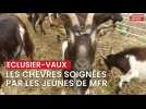 Chantier nature autour des chèvres d'Eclusier-Vaux