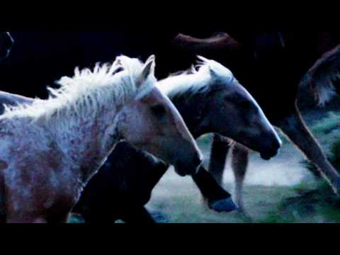Wild Beauty: Mustang Spirit of the West - Bande annonce 1 - VO - (2022)