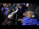 Naissance de six bébés coyotes, ça pouponne au parc animalier de Sainte-Croix