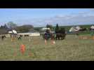 Chevaux