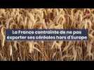 La France contrainte de ne pas exporter ses céréales hors d'Europe