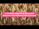 La France contrainte de ne pas exporter ses céréales hors d'Europe